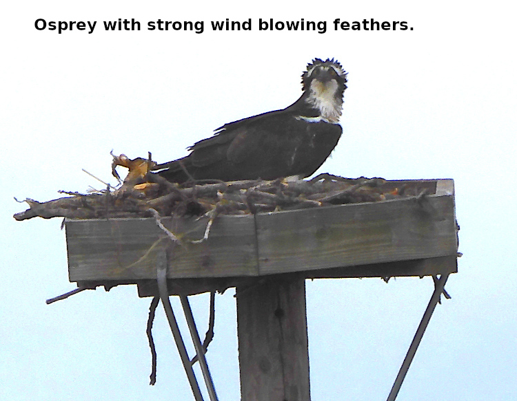 (Photo of Osprey ...) 