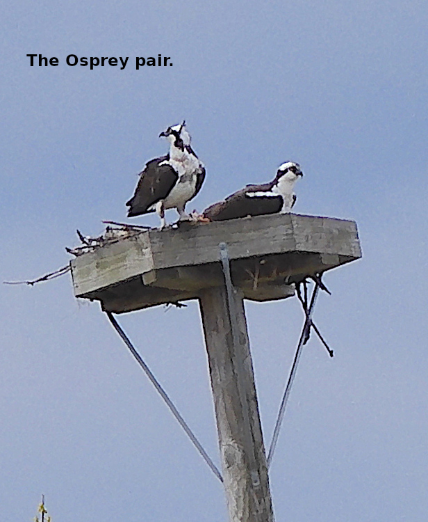 (Photo of Osprey pair ...) 