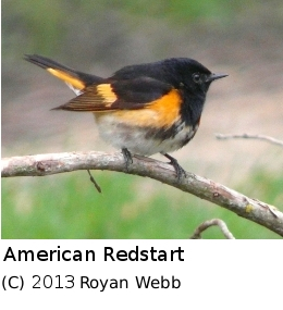 (Photo of American Redstart ...) 