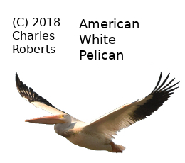(Photo of American White Pelican ...) 