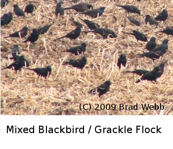 (Photo of Blackbirds and Grackles ...) 
