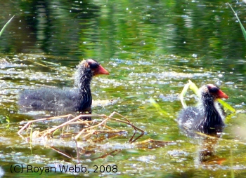 (Photo of Baby American Coots ...) 