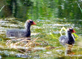 (Photo of Baby American Coots ...) 