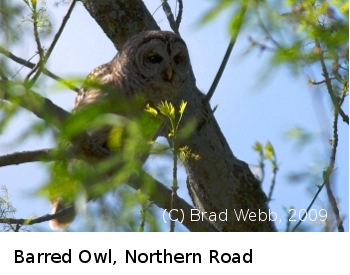 (Photo of Barred Owl ...) 