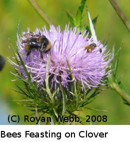 (Photo of Bees on Clover ...) 