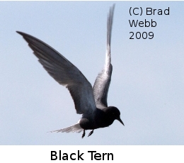 (Photo of Black Tern ...) 