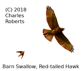 (Photo of Barn Swallow chasing Red-tailed Hawk ...) 
