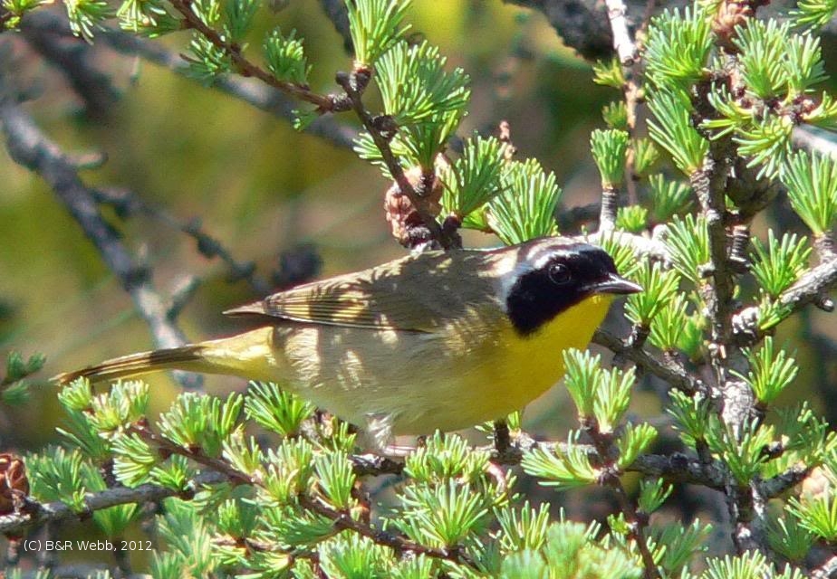 (Photo of Common Yellowthroat ...) 