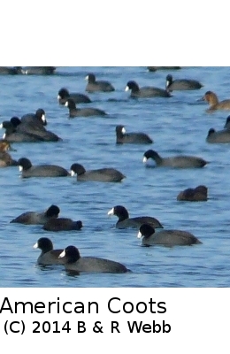 (Photo of American Coots ...) 