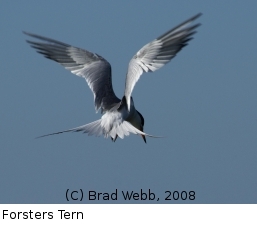 (Photo of Forsters Tern ...) 