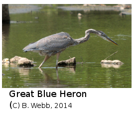 (Photo of Great Blue Heron ...) 
