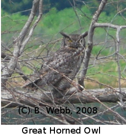 (Photo of Great Horned Owl ...) 