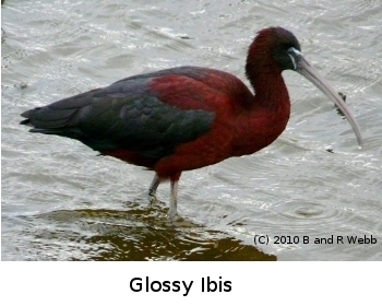 (Photo of Glossy Ibis ...) 
