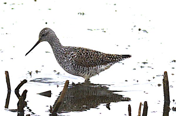 (Photo of Greater Yellowlegs ...) 