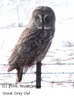 Great Grey Owl -