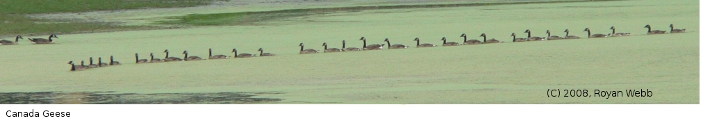 Jefferson / Dodge County Bird Walks