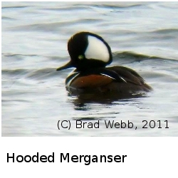 (Photo of Hooded Merganser ...) 