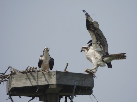 (Photo of Osprey nest )