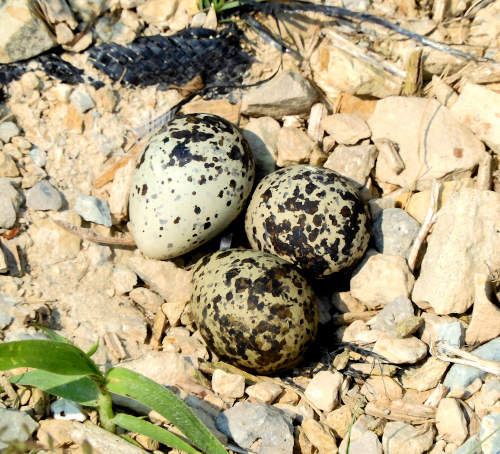 (Photo of a Killdeer nest.) 