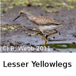 (Photo of Lesser Yellowlegs ...) 