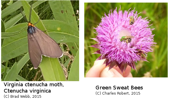(Photo of Moth and Bees ...) 