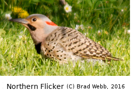 (Photo of Northern Flicker ...) 