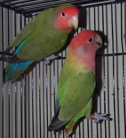 Lovebirds