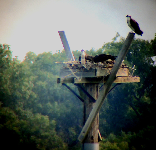 (Photo of Osprey Family ...) 