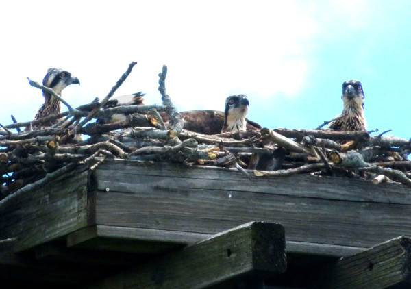 (Photo of Osprey family ...) 