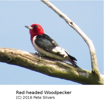 (Photo of Red-headed Woodpecker ...) 