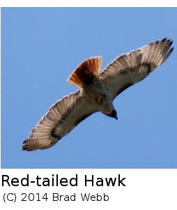 (Photo of Red Tailed Hawk ...) 