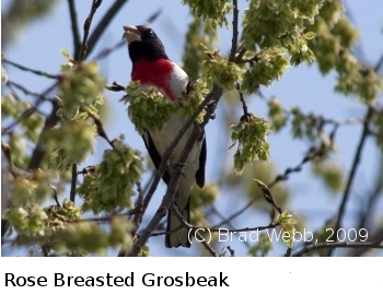 Photo of Rose Breasted Grosbeak -