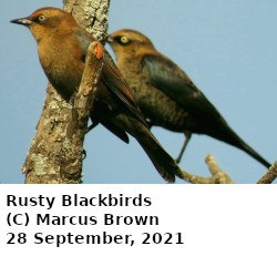 (Photo of Rusty Blackbirds ...) 