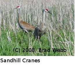 (Photo of Sandhill Cranes ...) 