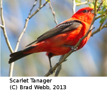 (Photo of Scarlet Tanager ...) 
