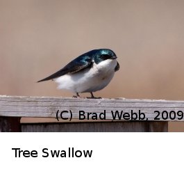 (Photo of Tree Swallow ...) 