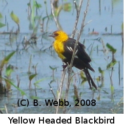 (Photo of Yellow Headed Blackbird ...) 