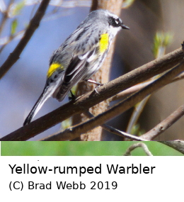 (Photo of Yellow-rumped Warbler ...) 