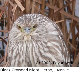 Black Crowned Night Heron