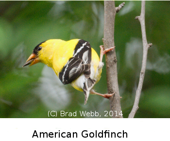 (Photo of American Goldfinch ...) 