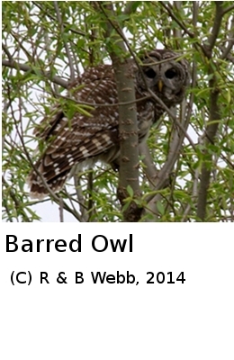 (Photo of Barred Owl ...) 