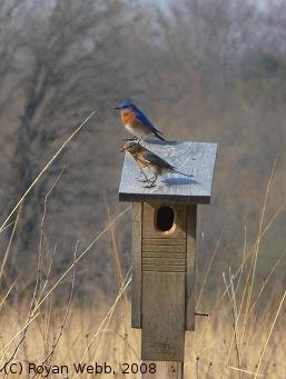 (Photo of Eastern Bluebirds on nest box ...) 