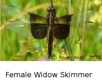 (Photo of Widow Skimmer ...) 