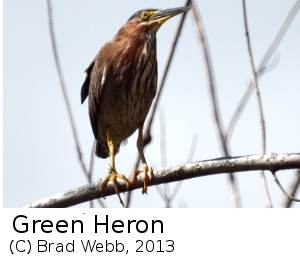 (Photo of Green Heron ...) 