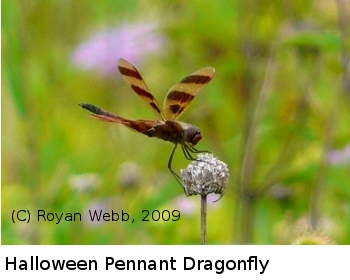 (Photo of Halloween Pennant ...) 