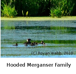 (Photo of Merganser family ...) 