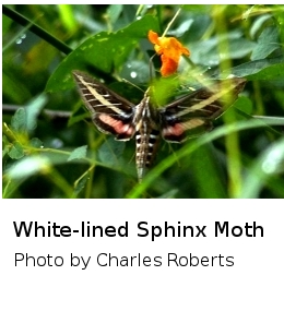 (Photo of White-lined Sphinx Moth ...) 